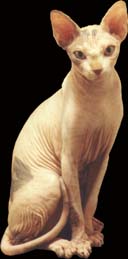 Mr. Bigglesworth